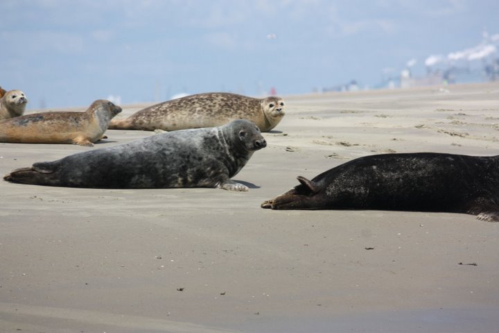 Westerschelde1.jpg